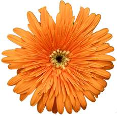 Gerbera-orange-2.jpg